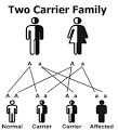The Cure Tay-Sachs Foundation - Carrier Statistics