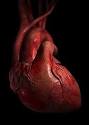 The Human Heart - Biology Photo (4847457) - Fanpop
