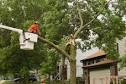 Tree Service | Central Kentucky | Big Beaver Tree Care | Big ...