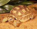 Turtles for Sale, Tortoises for Sale - Tortoises Page 4