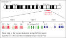fig001nmn: Gene map of the human leukocyte antigen (HLA) region