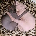 Sphynx - Cat Facts