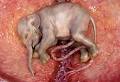 amazing animals