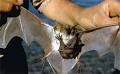 Chiroptera