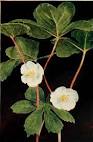 (<b>Podophyllum peltatum</b>.)