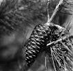 Conifer cone - Wikipedia, the free encyclopedia