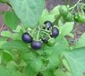 Garden Huckleberry - Solanum melanocerasum