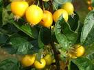 Possibly a type of crab-apple cultivar, NY4445 : Grounds at Southwaite - via Daymix