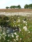 Aircraft Crash Site, Easby - via Daymix