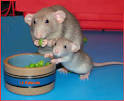 Rat Breeds - Helping people to better understand Pet Rats