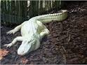 Simple Browser: Photos of Albino Alligators