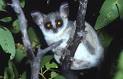 AWF: Wildlife: Bush baby