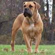 South African Boerboel Puppies For Sale - Puppy Breeders