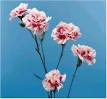 http://www.floraldesigninstitute.com/images/image004.06.042.01%2520dianthus%2520mini-carnation.jpg