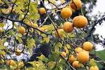 <b>Poncirus</b> trifoliata (6)