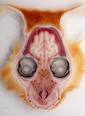 HC BIOVISION - Institute for anatomical demonstration Dr ...