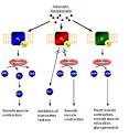 Adrenergic receptor - Wikipedia, the free encyclopedia