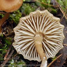 Image result for Pseudoomphalina pachyphylla