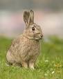 European Rabbit - Wikipedia, the free encyclopedia