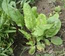 File:Rumex acetosa cultivar 01.jpg - Wikipedia, the free encyclopedia