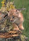 Canada Lynx - Lynx canadensis - NatureWorks