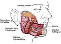 de una <b>glándula exocrina</b>