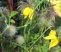 Vines for Water-Conserving Landscapes