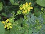 File:Wijnruit bloemen Ruta graveolens.jpg - Wikimedia Commons