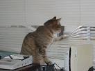 criminal cat