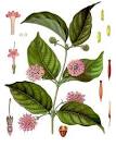 File:<b>Uncaria</b> gambir - Köhler–s