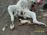 SHINTERS (Dog catchers) | Serbian Animals Voice (