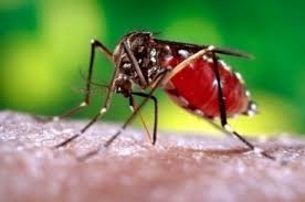 RN: Estado tem oito casos do vírus Zika confirmados