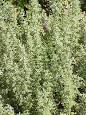 <b>Artemisia</b> nilagirica (Indian