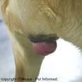 Dog Spaying Surgery - Everything you need to know about spaying a dog.