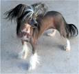 Chinese Crested Hairless and Powder Puff Information and Pictures