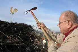 Friedrich Widmann aus Neudingen ist seitens der Vogelschutzwarte Radolfzell mit der Überwachung beauftragt. Er säuberte und verkleinerte das Nest auf dem ...