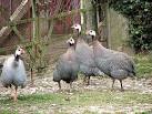 They have a long history of domestication, and there - via Daymix