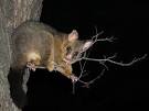 Common Brushtail Possum (Trichosurus vulpecula)