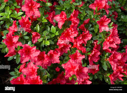 Afbeeldingsresultaat voor rhododendron vuyk s scarlet