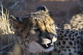 wild cheetah