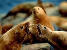 Steller SEA LIONs, Steller SEA LION Pictures, Steller SEA LION ...
