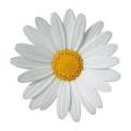 Eden Florist and Gift Baskets - Pages