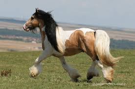 images?q=tbn:ANd9GcTtI0Jwz0oJXNNvQYeWngbwAi59Cc-LgaytJeMVo3jao26QaPXBRw