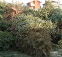 Recycle your holiday tree