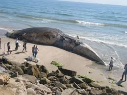 *أكبر الحيتان في العالم* Images?q=tbn:ANd9GcTtPYGlTsZI7j9KoLn9qkZYPQrmdWEGm2CgtgzFGC2H1H5fLL5A