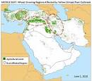 MiddleEast_wheat_rust_June2010