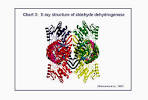 X-ray Structure of Aldehyde Dehydrogenase (Chart 3)