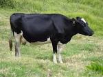 File:Holstein Cow.JPG - Wikimedia Commons