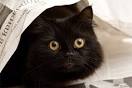 Beautiful Black Cats Photos