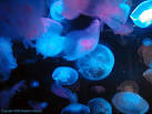 Albuquerque Aquarium